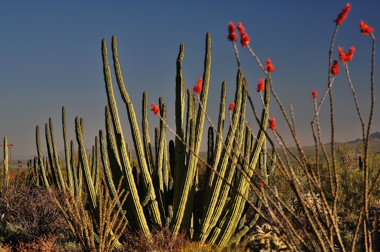 organ pipe cactus